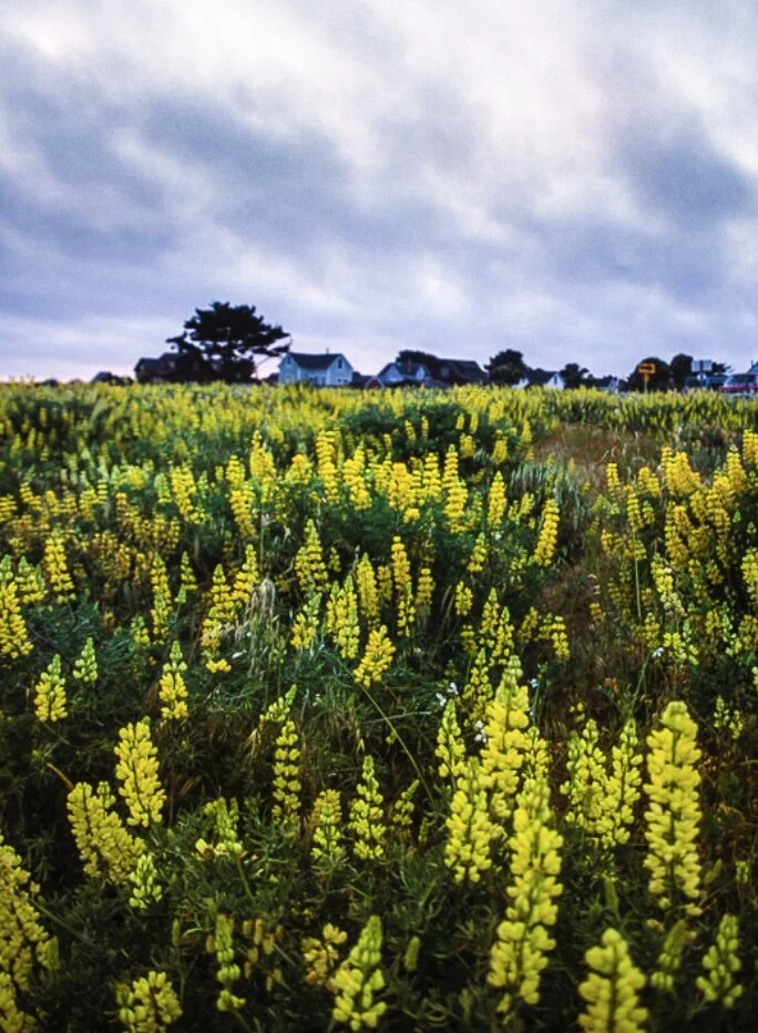 Photograph from Mendocino, USA